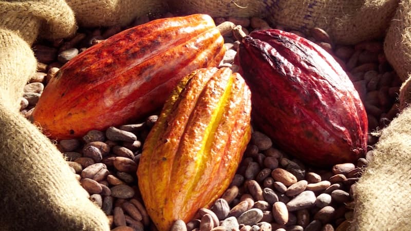Cacao ivoirien : Entre prix garantis, marchés frileux et angoisse paysanne, l’équation impossible d’un géant mondial.